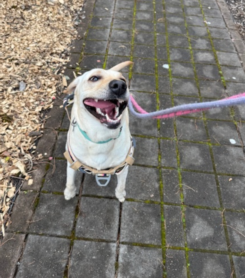 A dog on a leash is standing on a brick sidewalk