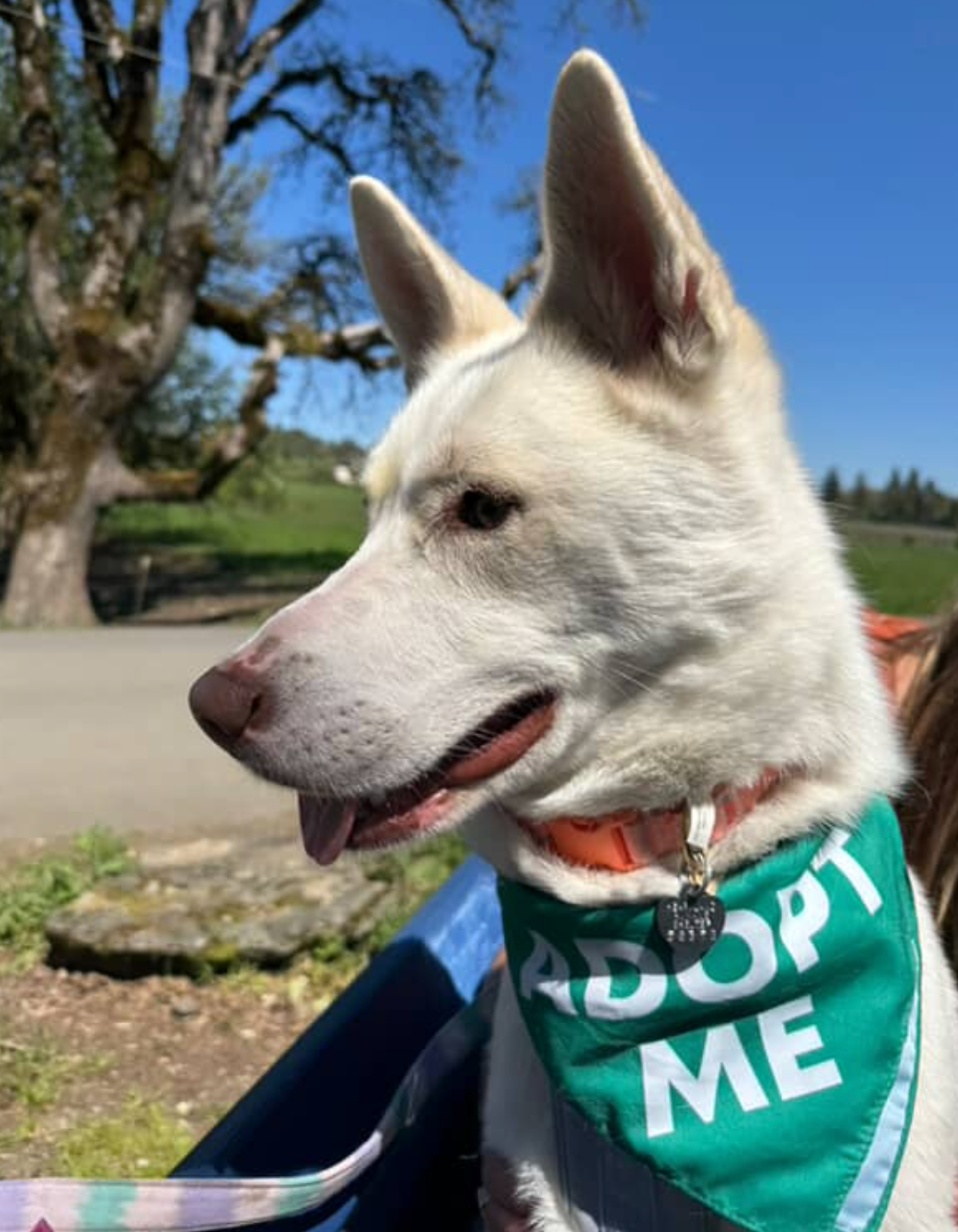 A white dog wearing a green bandana that says adopt me.