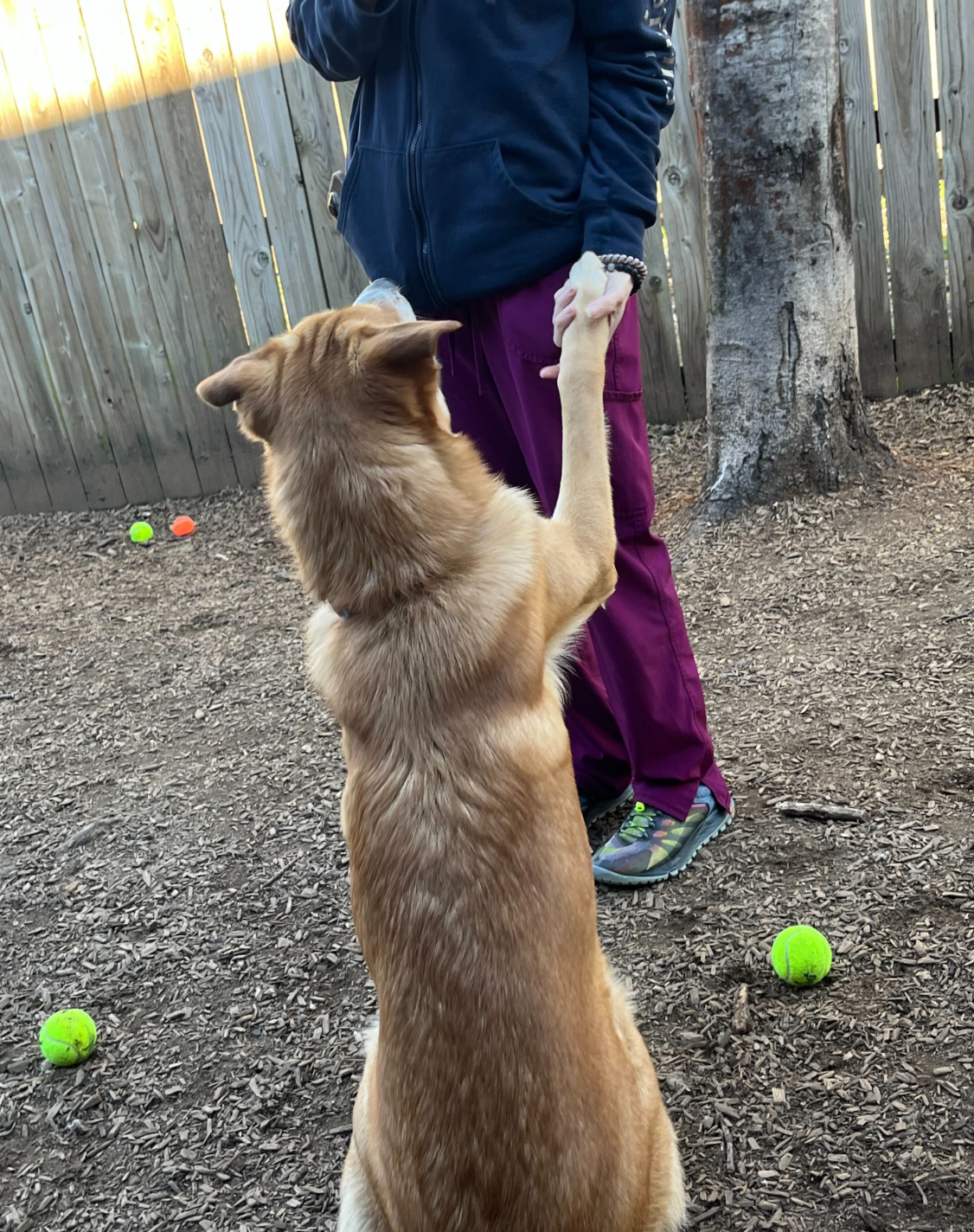 A dog is giving a high five to a person