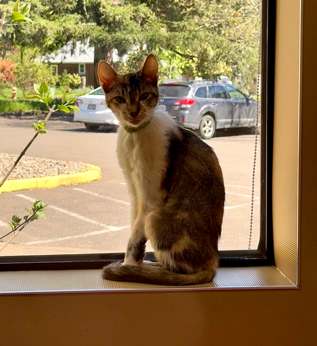 A cat is sitting on a window sill looking out a window