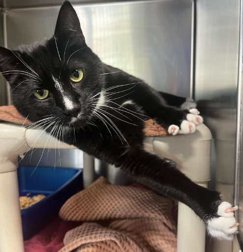 A black and white cat is laying down in a cage