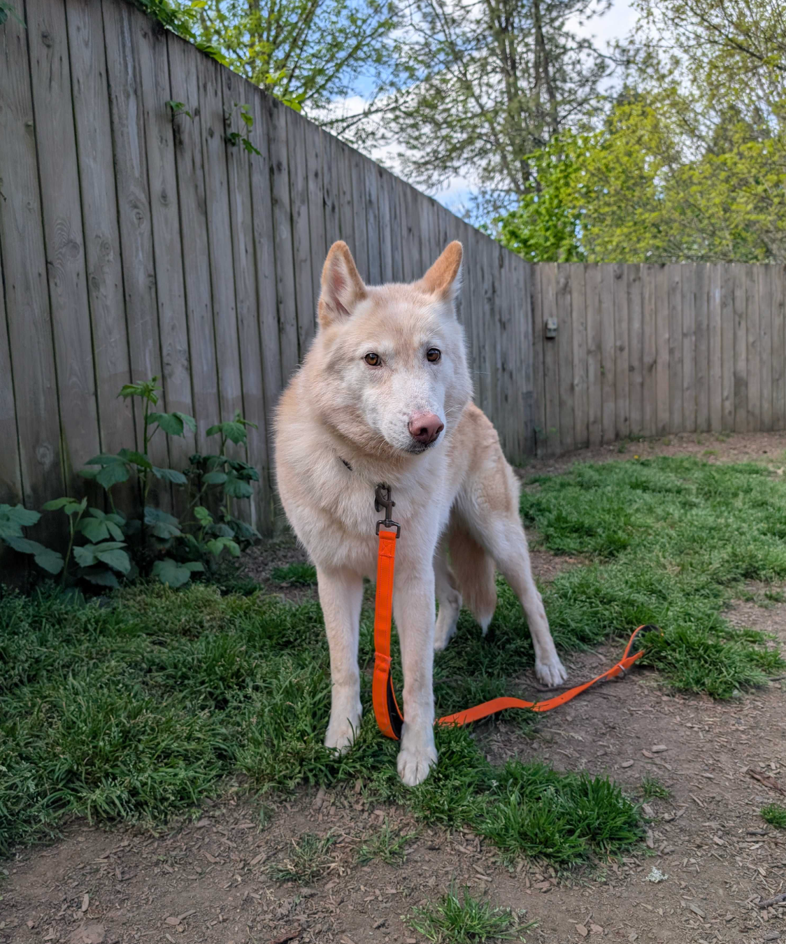 A husky dog is standing in the grass with an orange leash.