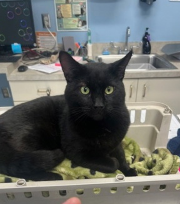 A black cat with green eyes is laying in a cage