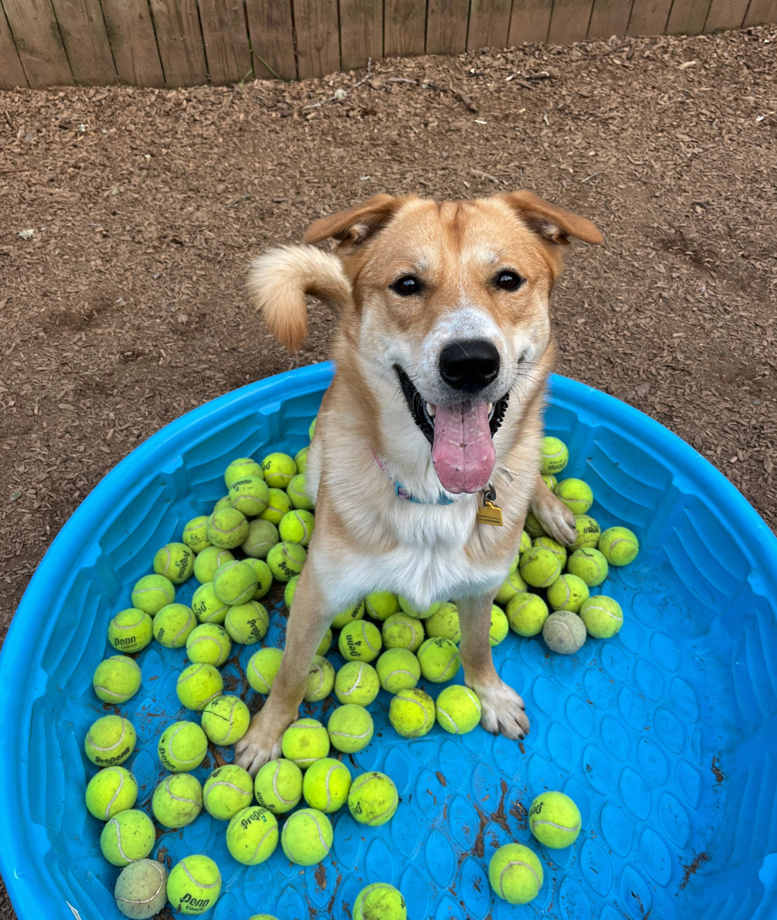 A dog is standing in a pool filled with tennis balls.