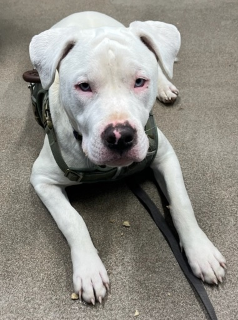 A white dog wearing a harness and leash is laying on the floor.