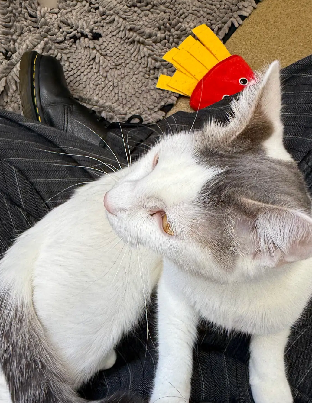 A gray and white cat wearing a french fries hat
