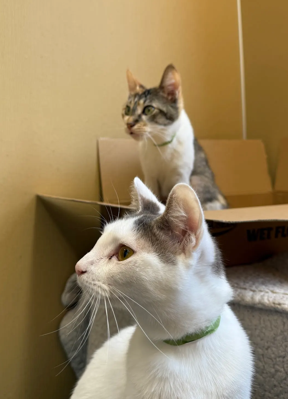 Two cats are sitting next to each other in a cardboard box.