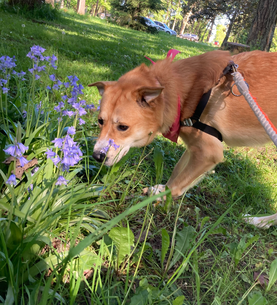 A dog is sniffing purple flowers in the grass.