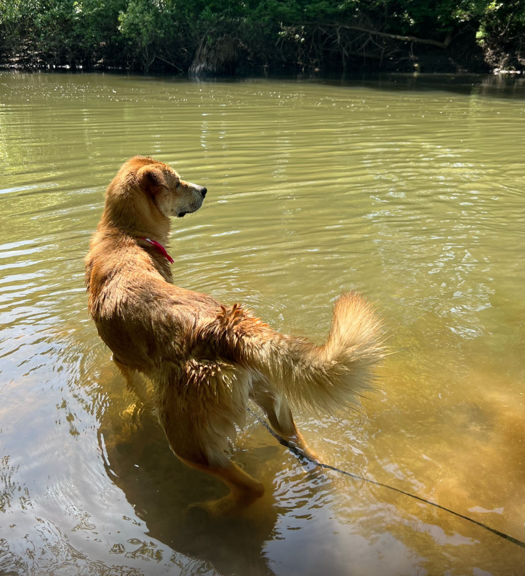 A dog is standing in a body of water on a leash