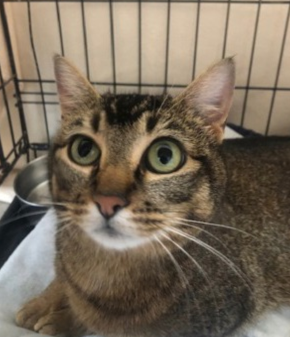 A cat in a cage looking at the camera