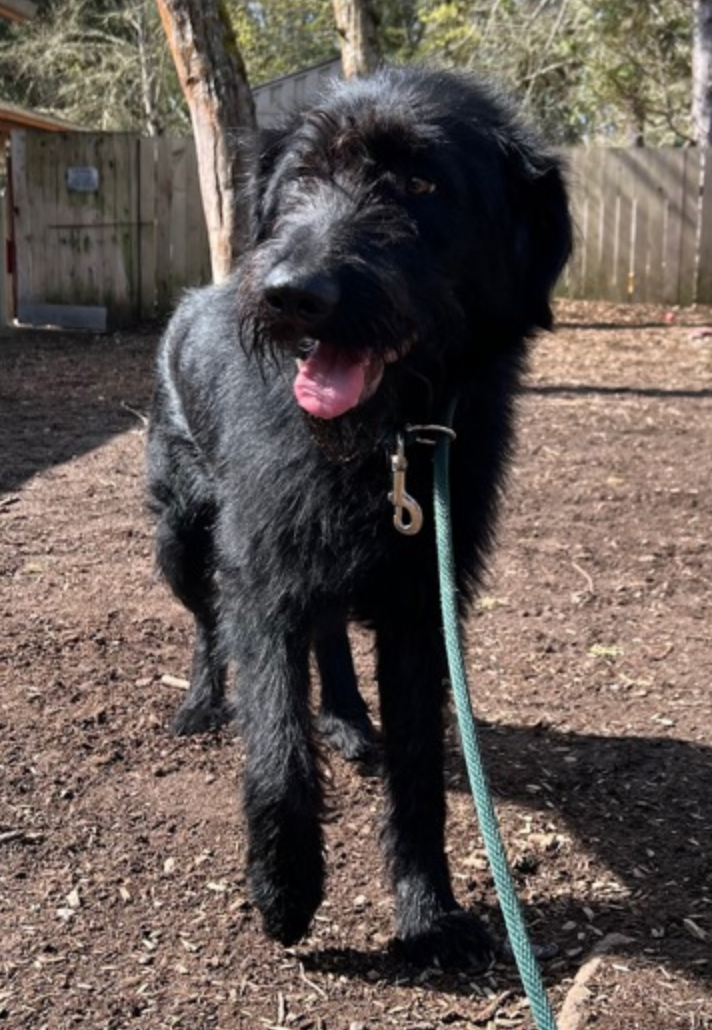 A black dog is walking on a leash in a dirt field.