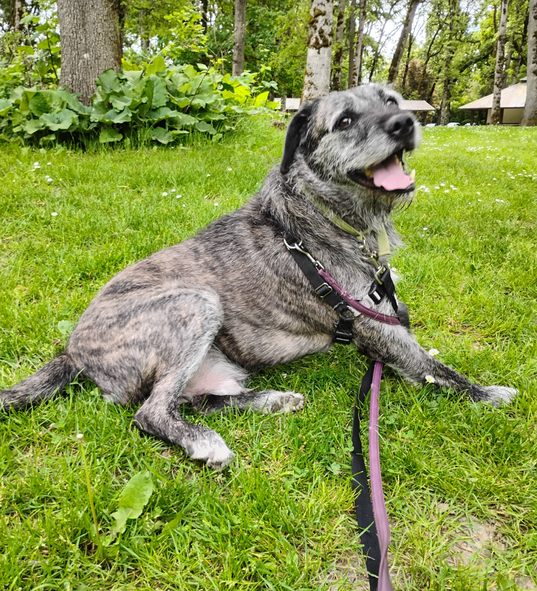 A dog is laying in the grass on a leash.