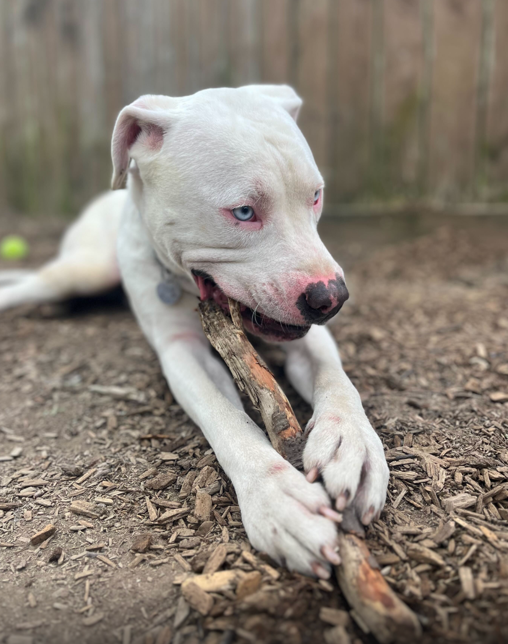 A white dog is chewing on a stick in the dirt.