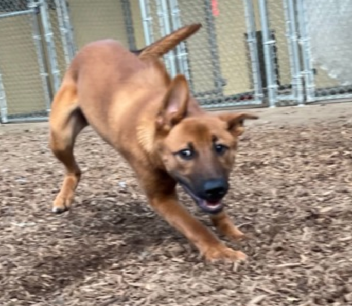A brown dog is running in a fenced in area
