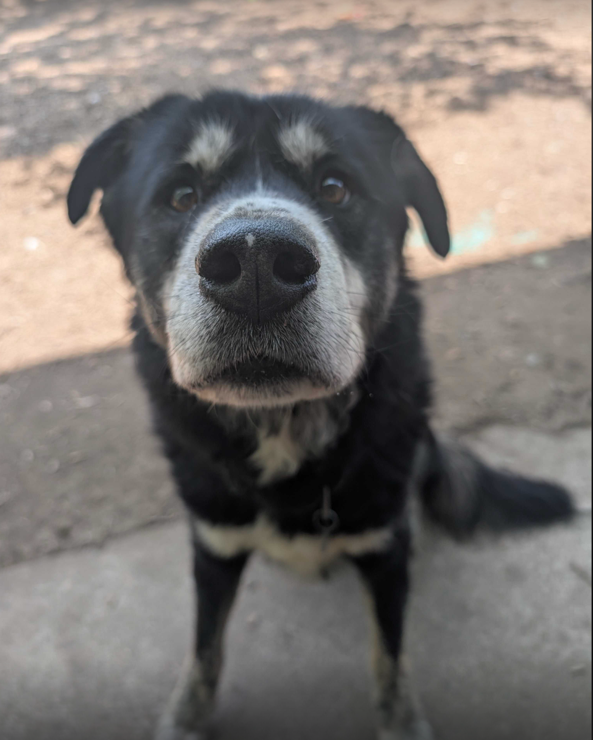 A close up of a black and white dog looking at the camera
