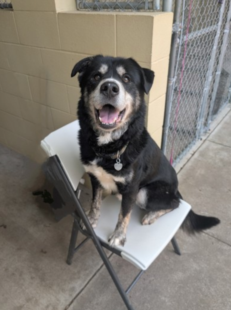 A black and brown dog is sitting on a white folding chair