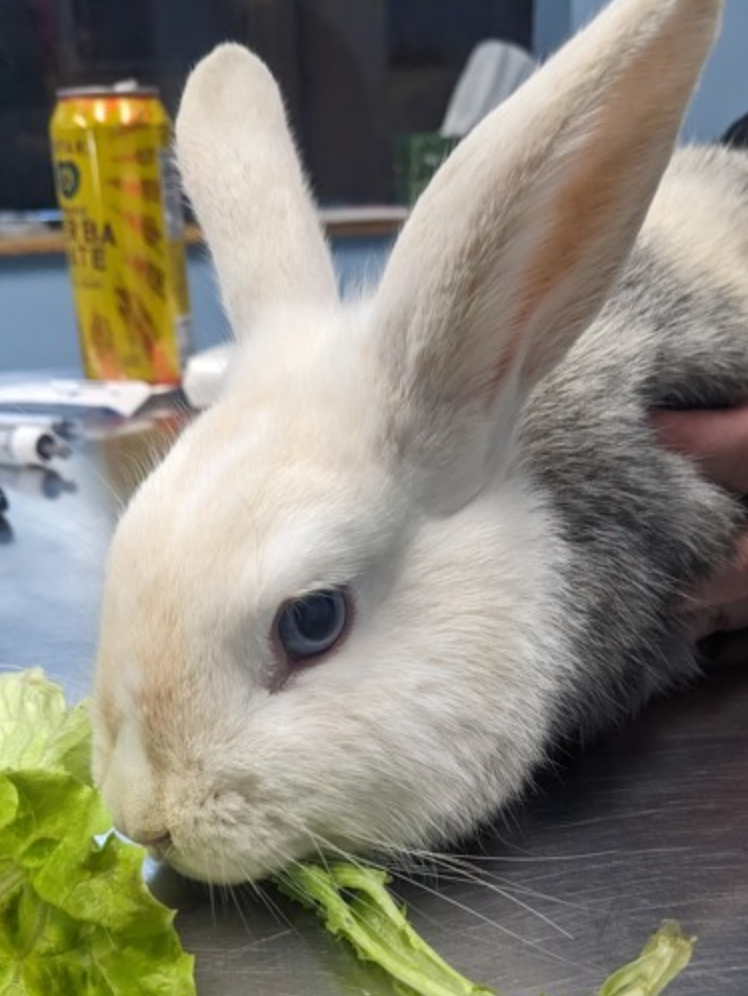 A white and gray rabbit is eating lettuce on a table.