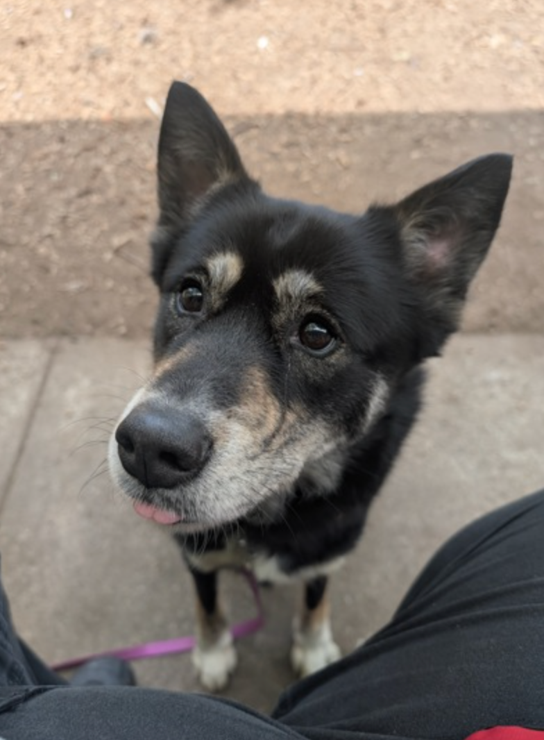 A black and white dog is sitting on a person 's lap and looking at the camera.
