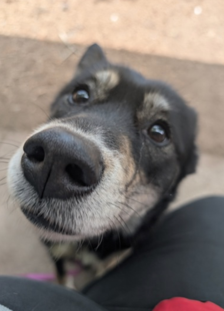A close up of a dog 's nose looking at the camera