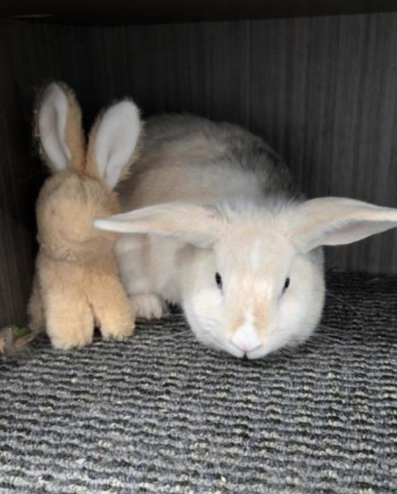 Two stuffed rabbits are sitting next to each other on a carpet.