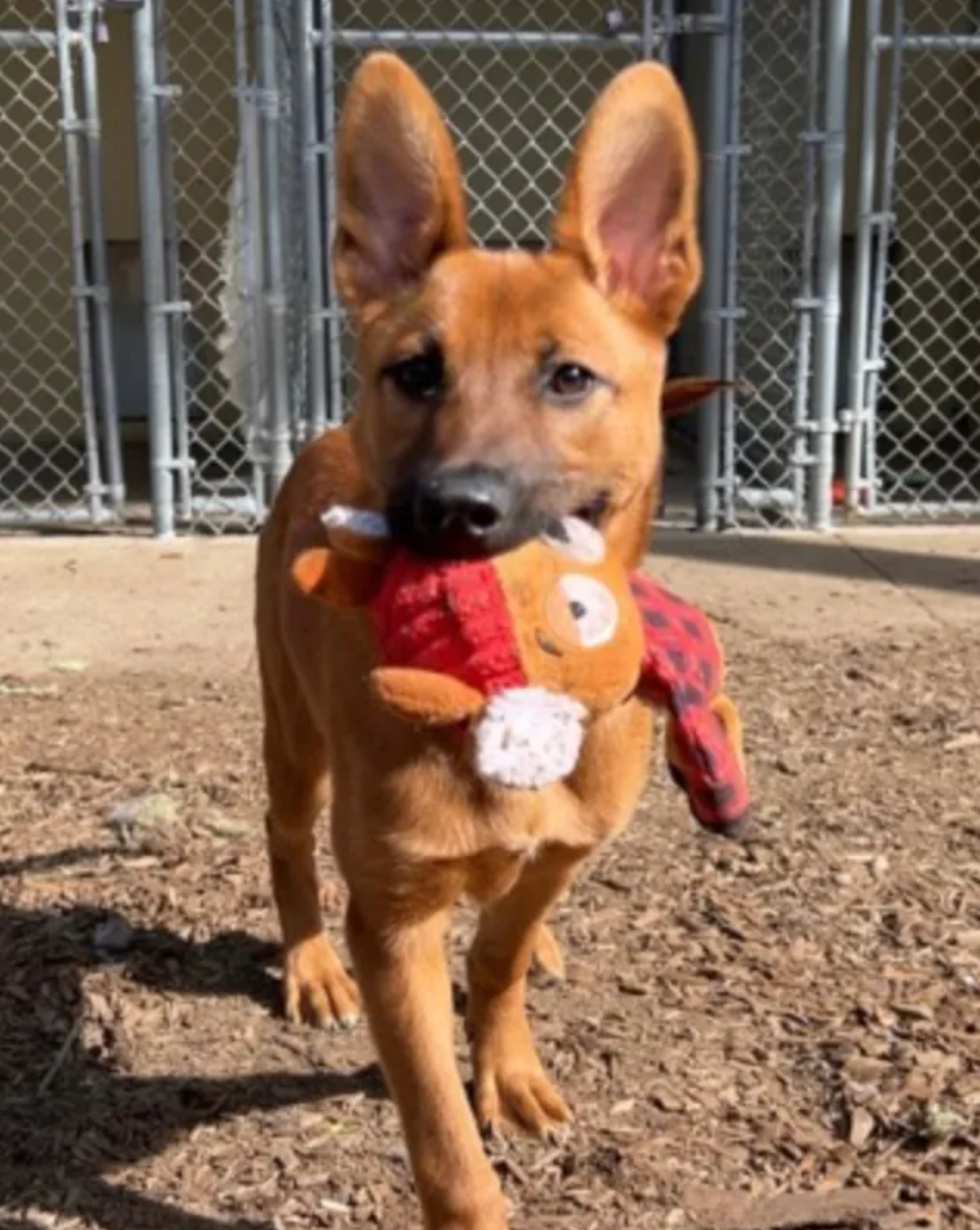 A brown dog is holding a stuffed animal in its mouth