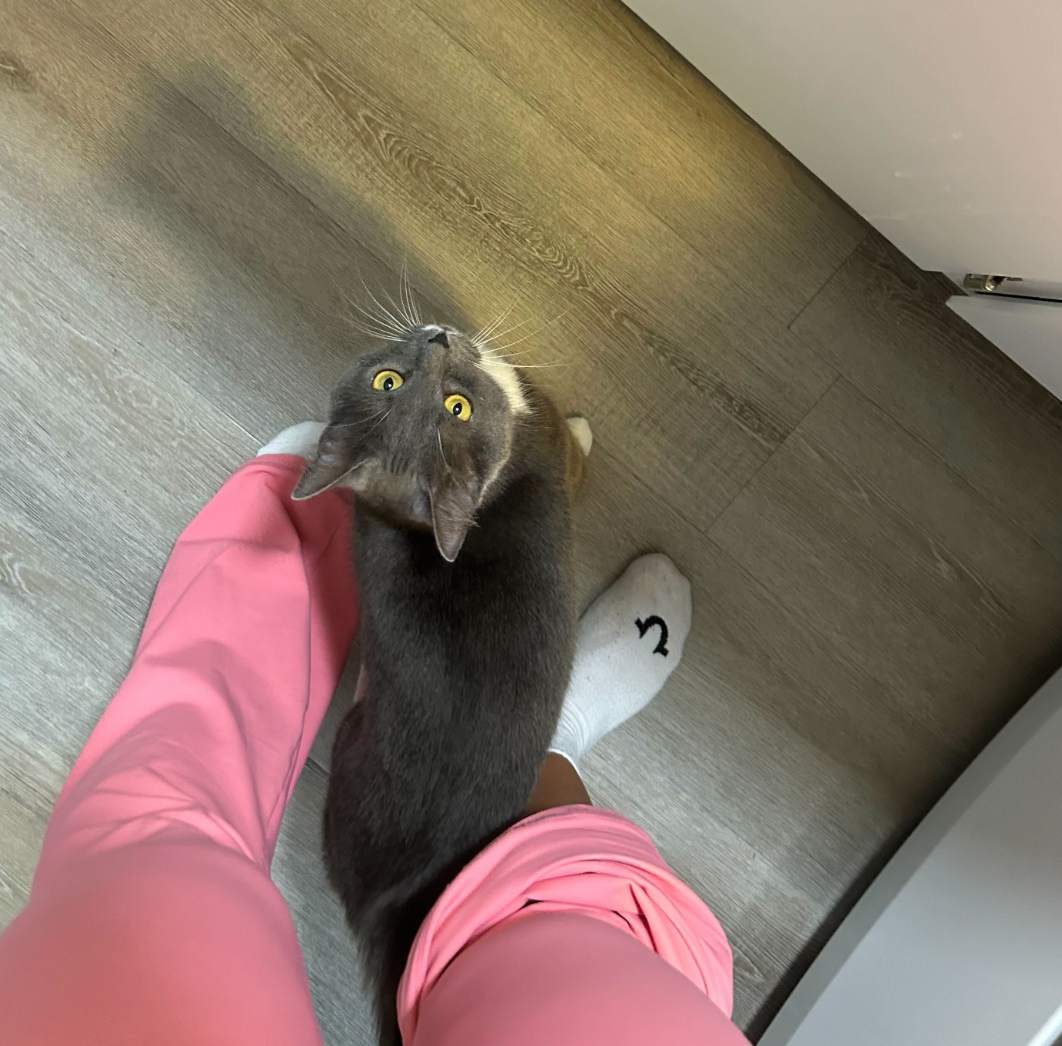 A person wearing pink scrubs is petting a cat