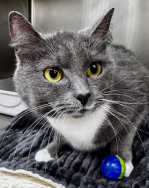 A gray and white cat is sitting on a blanket next to a toy.