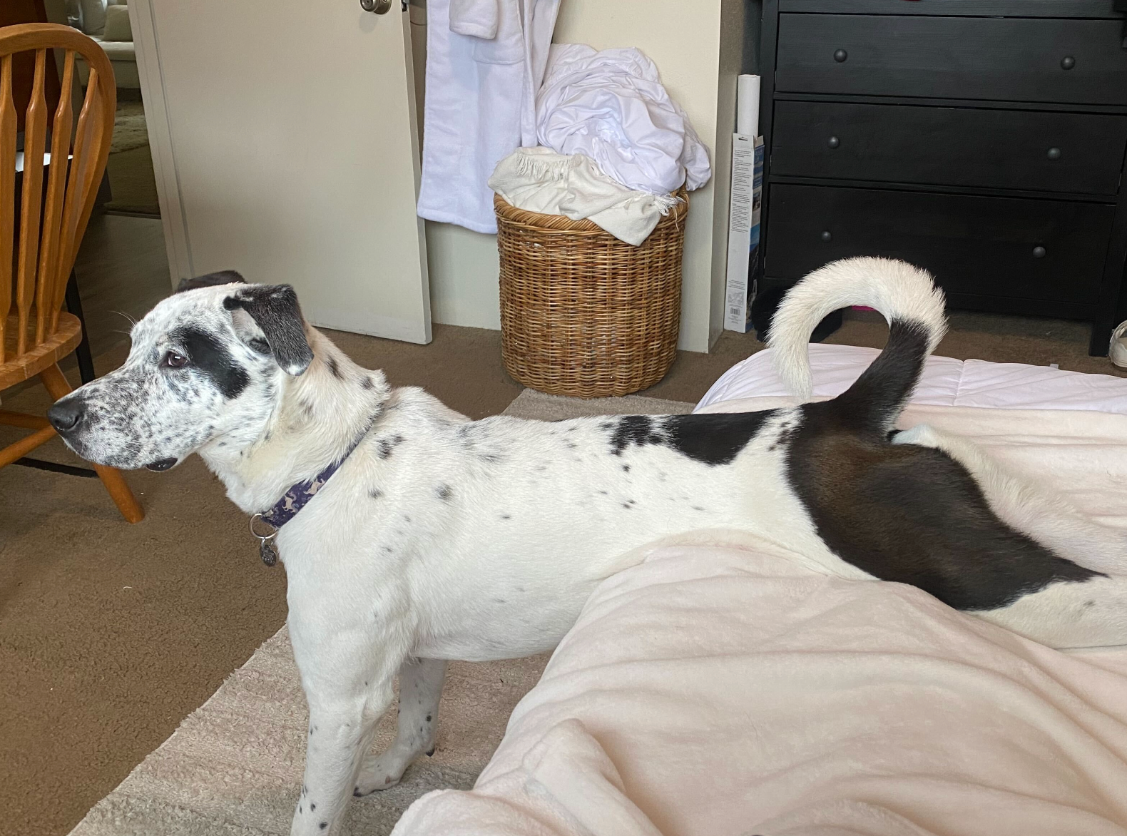 A black and white dog is laying on a bed.