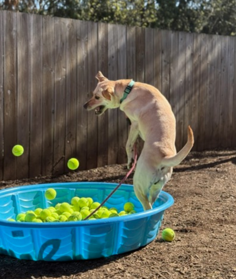 A dog is jumping into a pool of tennis balls