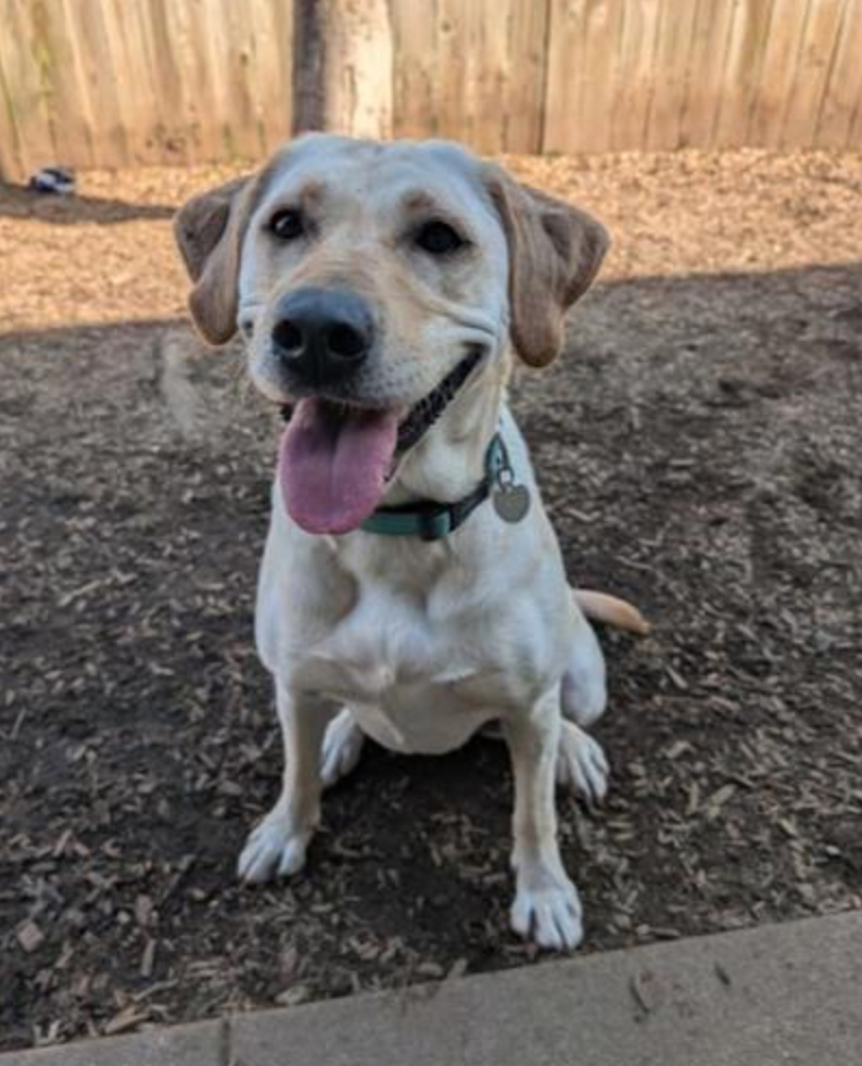 A white dog is sitting on the ground with its tongue hanging out.