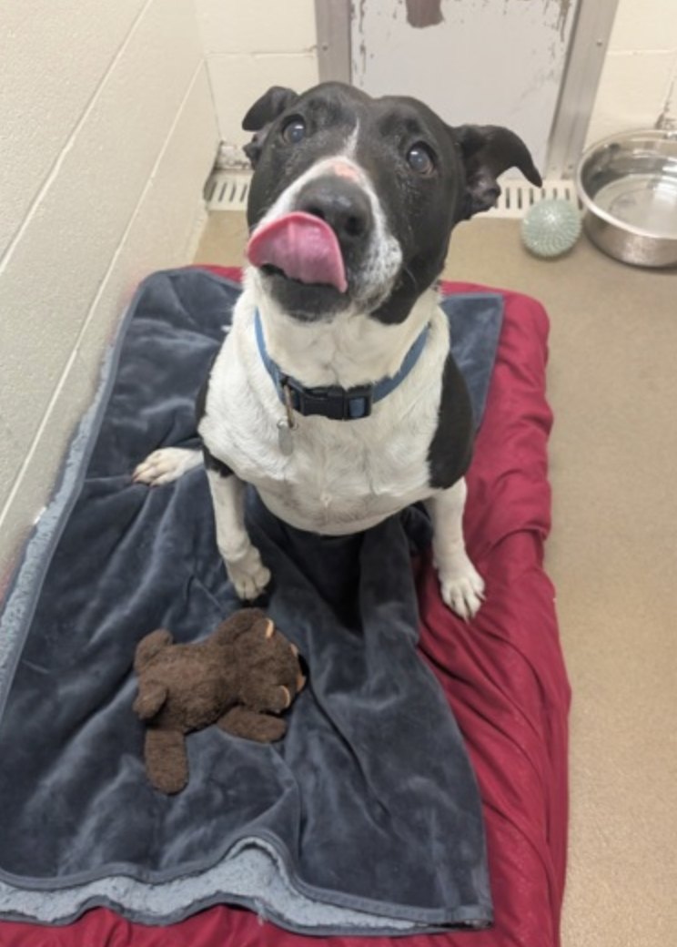 A black and white dog is licking its nose while sitting on a bed