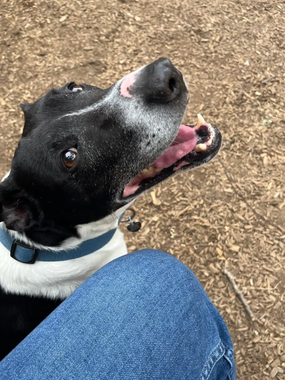 A black and white dog is sitting on a person 's lap.