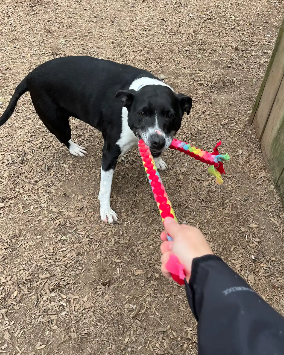 A person is holding a toy in front of a black and white dog.
