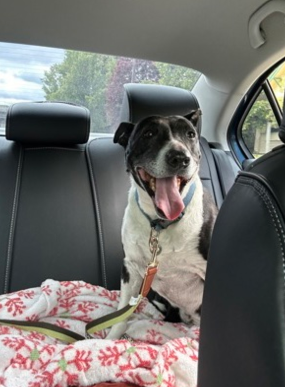 A black and white dog is sitting in the back seat of a car.