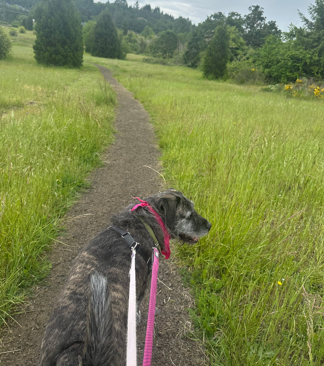 A dog on a leash is walking down a dirt path in a field.