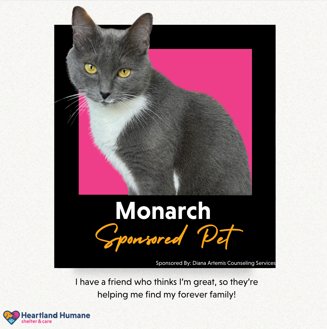 A gray and white cat is sitting on a pink background.