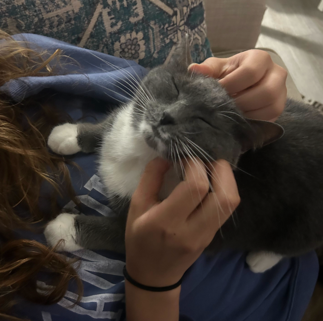 A person petting a gray and white cat on a couch
