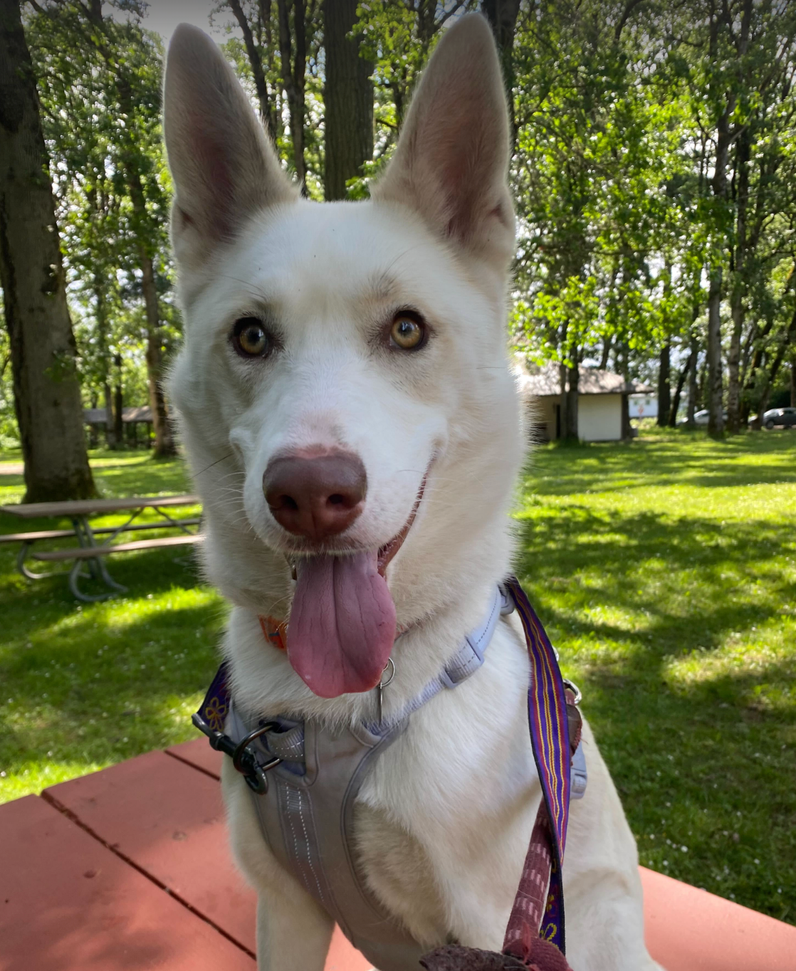 A white dog is sitting on a picnic table with its tongue hanging out.