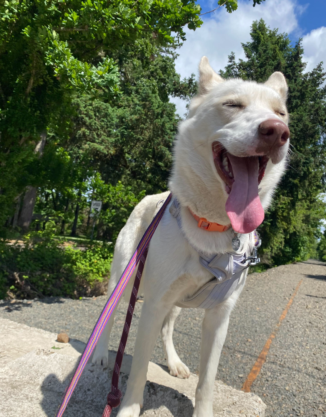 A white dog on a leash with its tongue hanging out