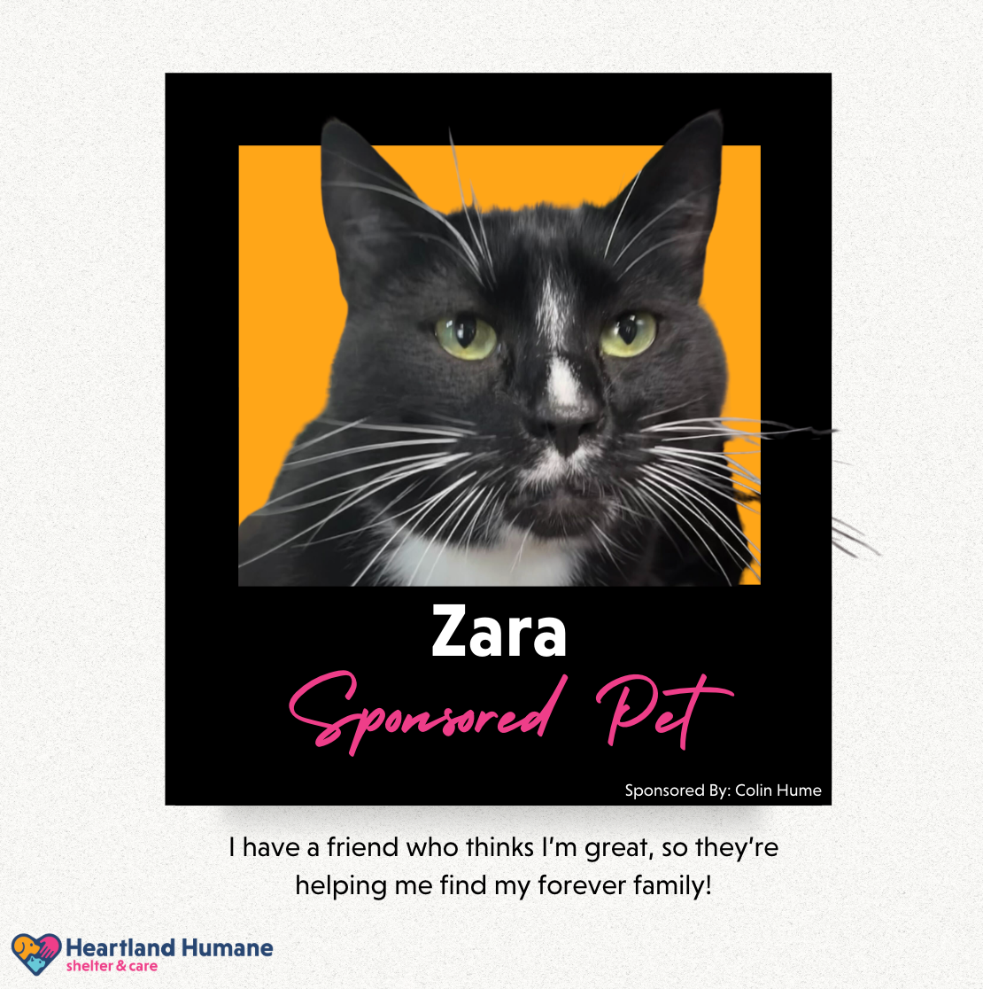 A black and white cat is sponsored by zara
