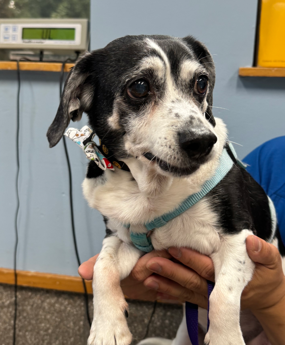 A small black and white dog is being held by a person.