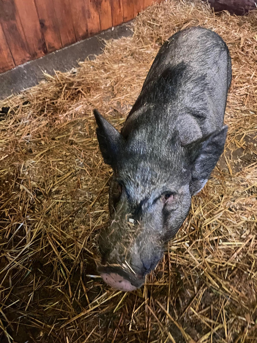 A pig is eating hay in a barn.