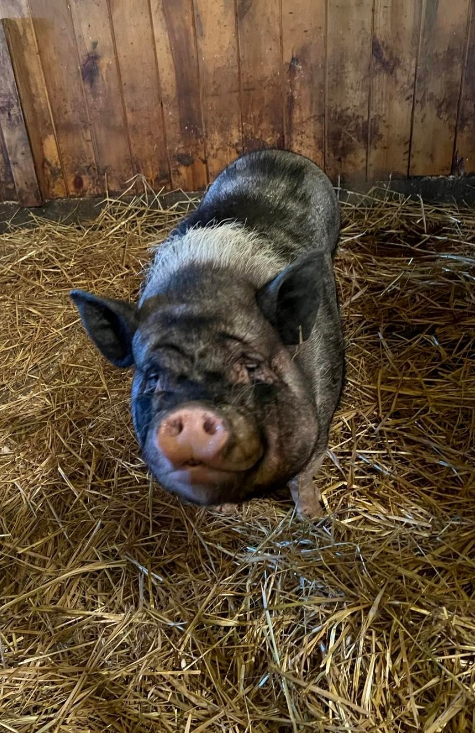 A pig is standing in a pile of hay in a barn.
