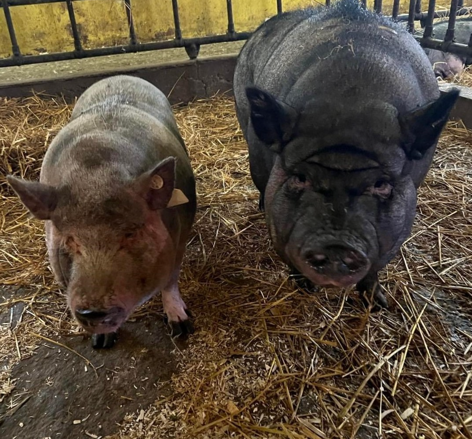 Two pigs are standing next to each other on a pile of hay