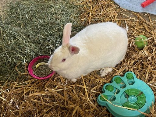 A close up of a black and white rabbit eating grass.