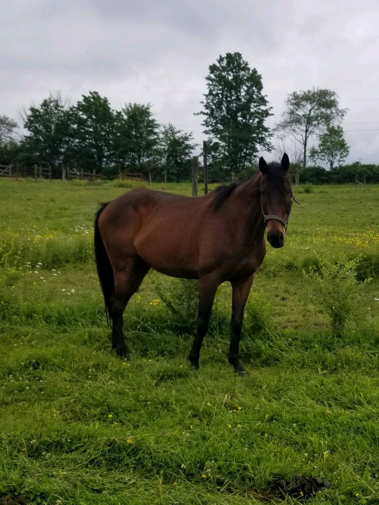 A brown horse is standing in a grassy field
