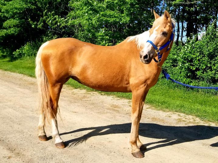 A brown horse wearing a blue bridle is standing on a dirt road