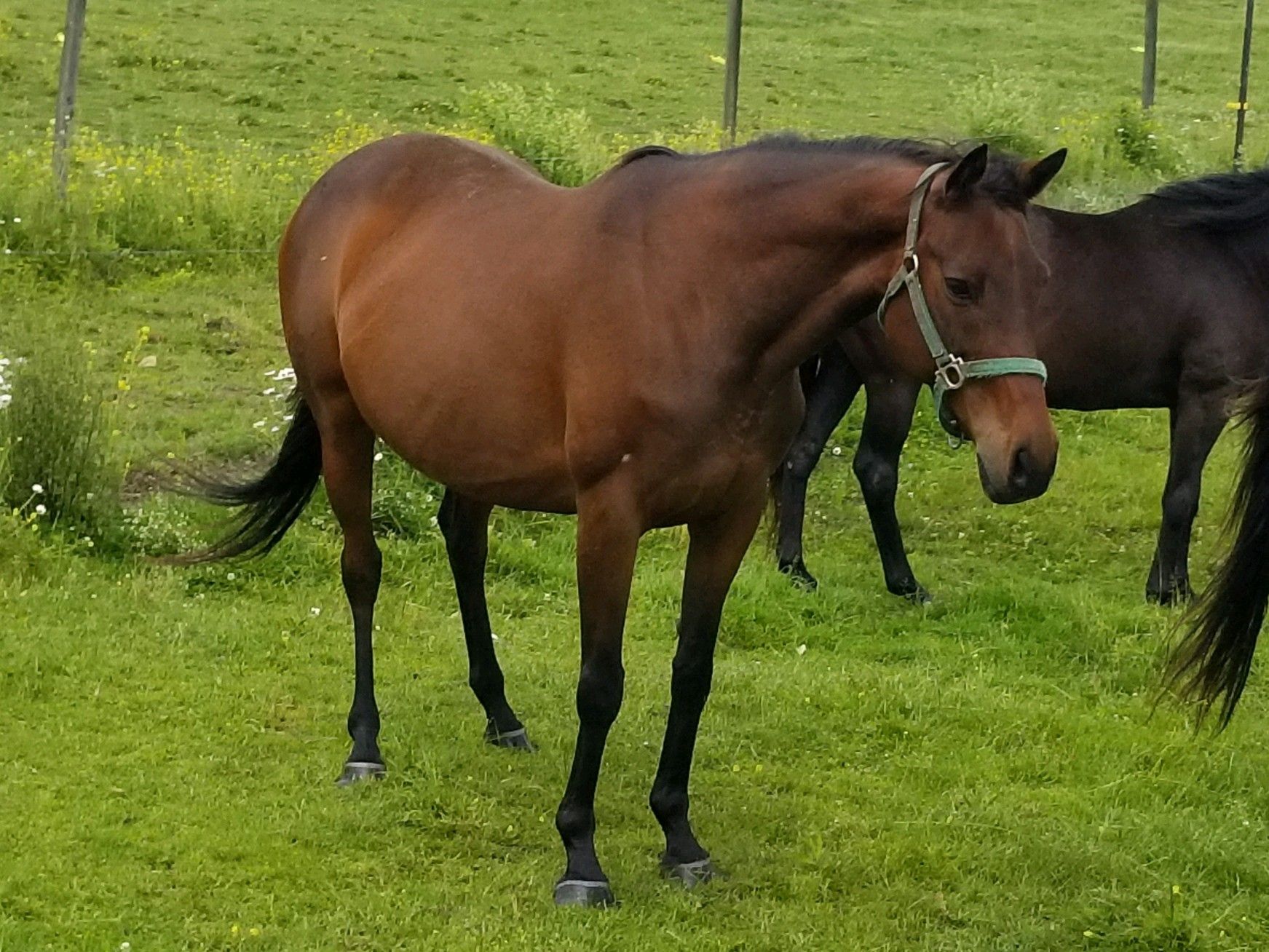 A brown horse is standing in a grassy field