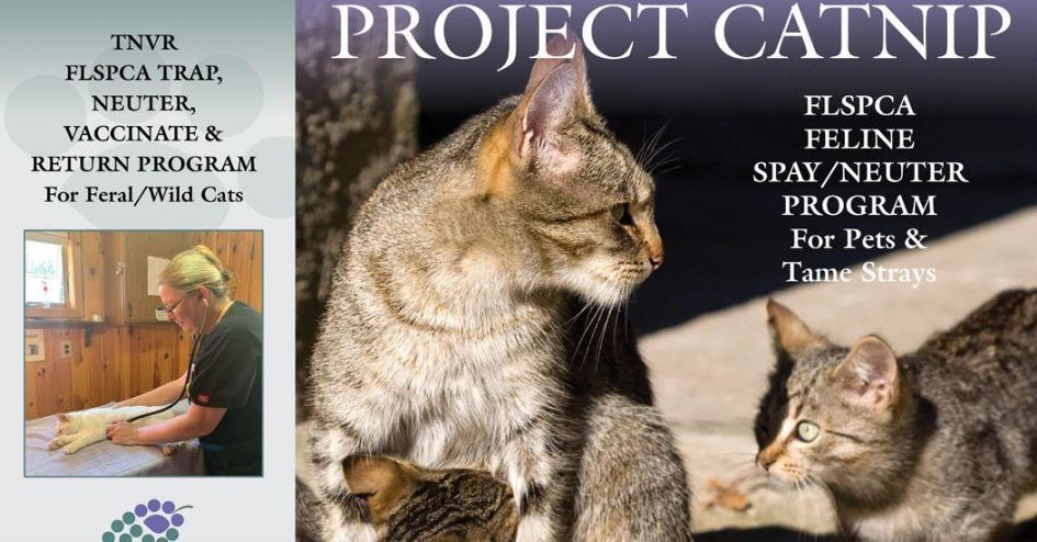 A picture of a cat next to a picture of a cat and the words project catnip