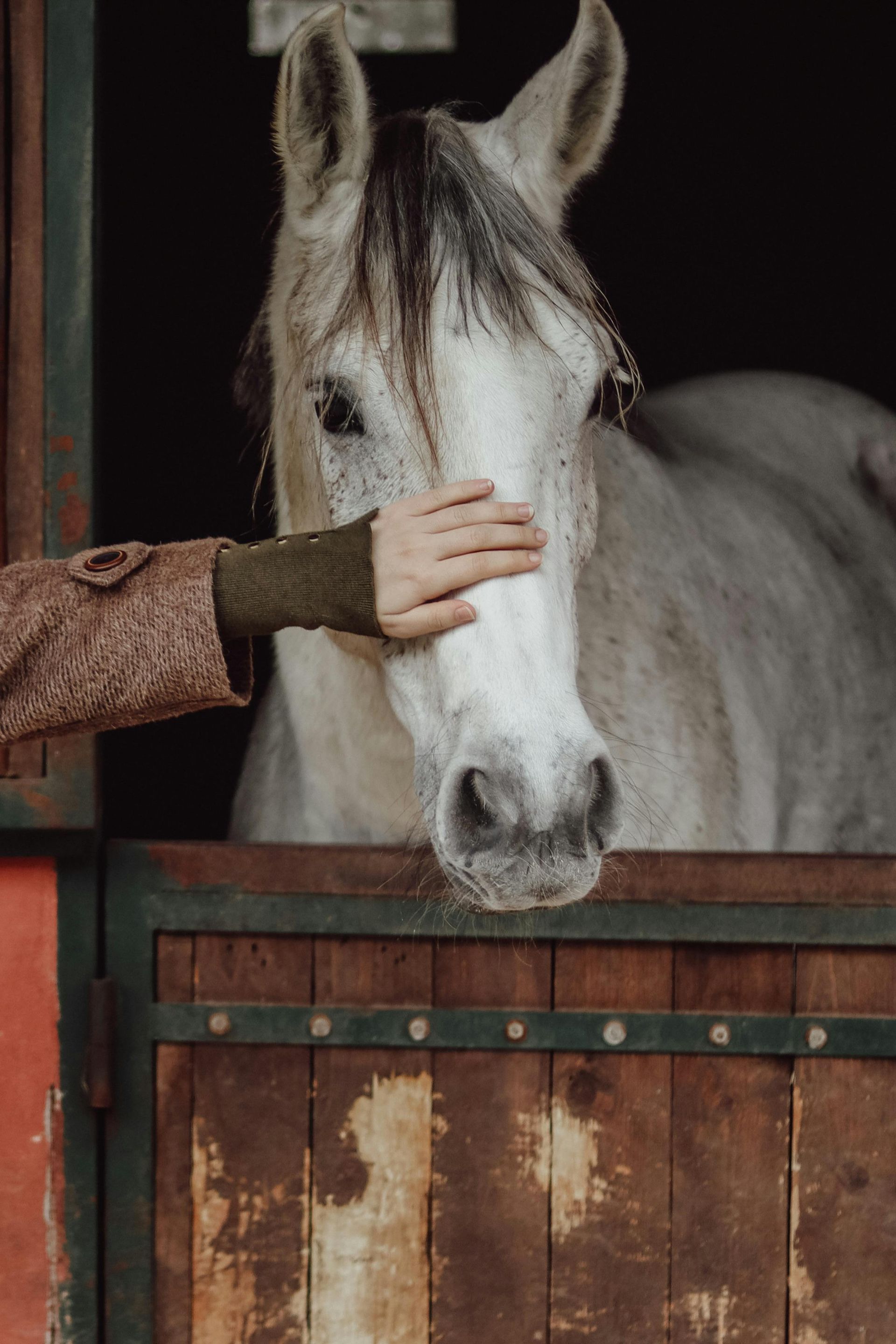 A person is petting a white horse in a stable.